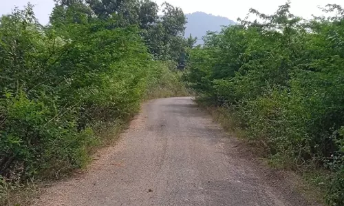 சீமைக்கருவேல மரங்களால் இடையூறு