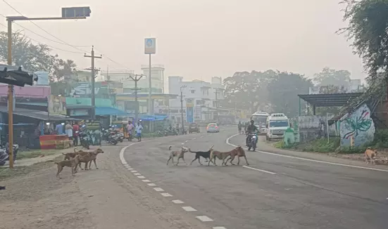 நாய்கள் தொல்லை