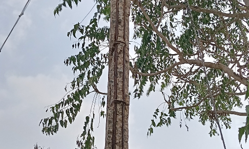 ஆபத்தான மின் கம்பம்