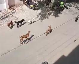 தெருநாய்கள் தொல்லை