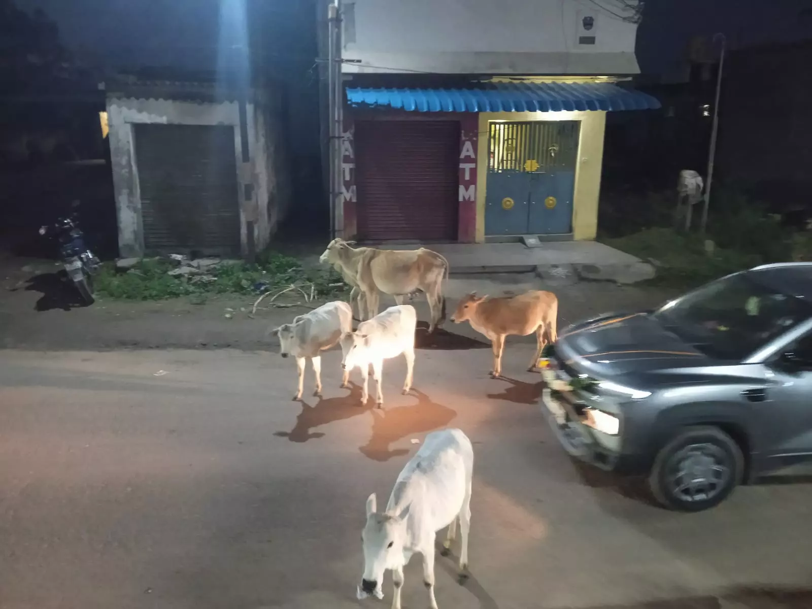 சாலையில் சுற்றித்திரியும் மாடுகள் சாலையில் சுற்றித்திரியும் மாடுகள்