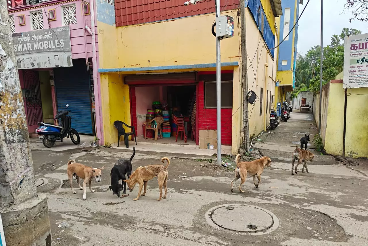 தெருநாய்கள் தொல்லை தெருநாய்கள் தொல்லை