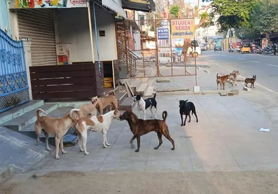 தெருநாய்கள் தொல்லை தெருநாய்கள் தொல்லை