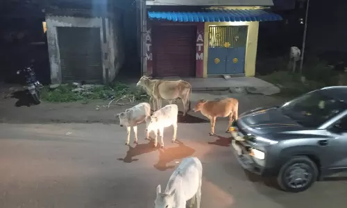 சாலையில் சுற்றித்திரியும் மாடுகள்