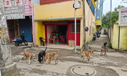 தெருநாய்கள் தொல்லை