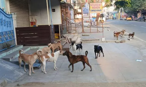 தெருநாய்கள் தொல்லை