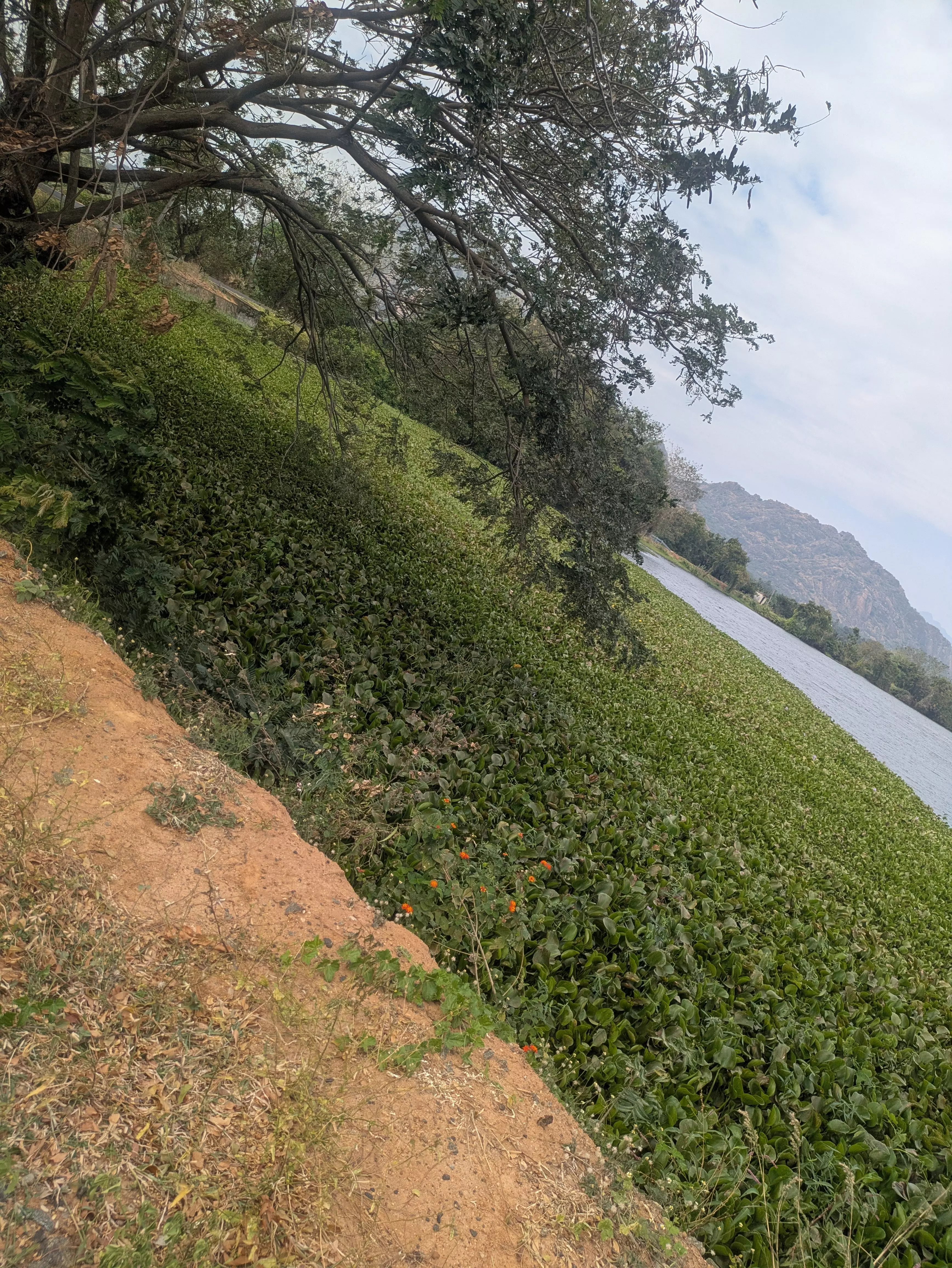 ஆகாயத்தாமரை அகற்றப்படுமா? ஆகாயத்தாமரை அகற்றப்படுமா?