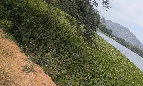 ஆகாயத்தாமரை அகற்றப்படுமா? ஆகாயத்தாமரை அகற்றப்படுமா?