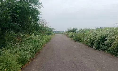 சீமைக்கருவேல மரங்கள் அகற்றப்படுமா?