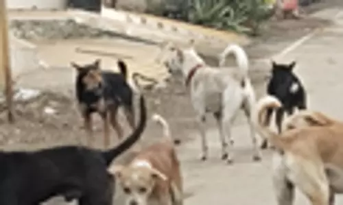 தெருநாய்கள் தொல்லை