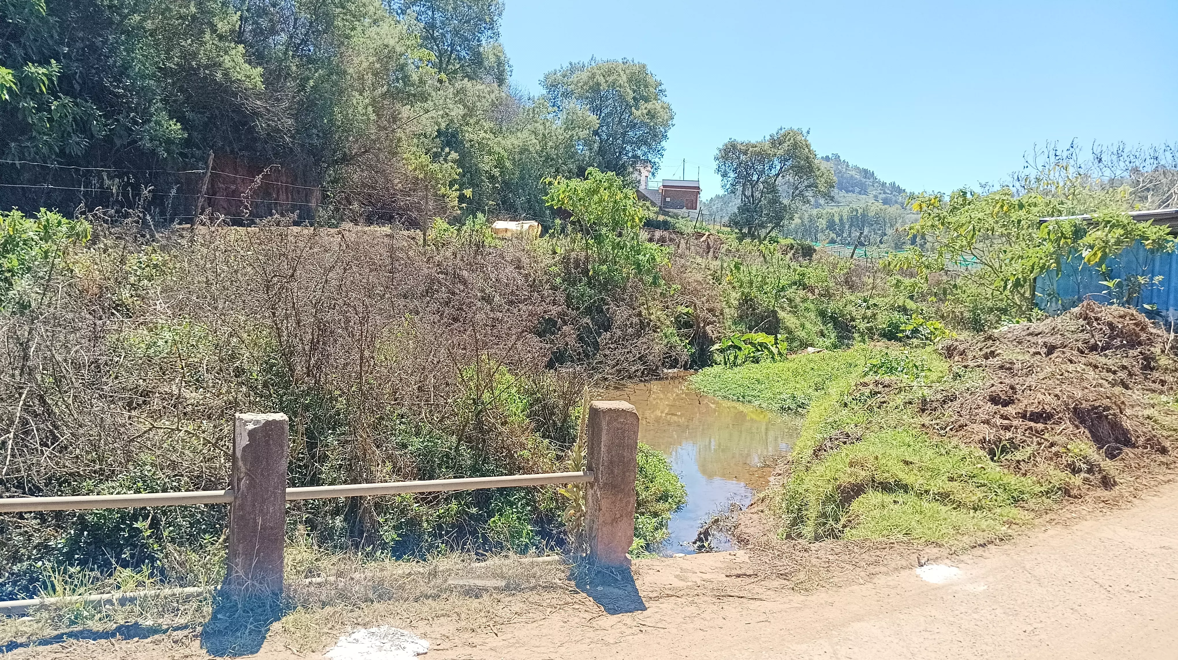 நீரோடையை ஆக்கிரமித்த புதர்கள் நீரோடையை ஆக்கிரமித்த புதர்கள்