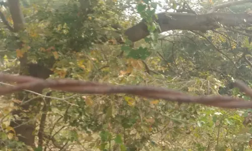 விஷஜந்துக்கள் நடமாட்டம்