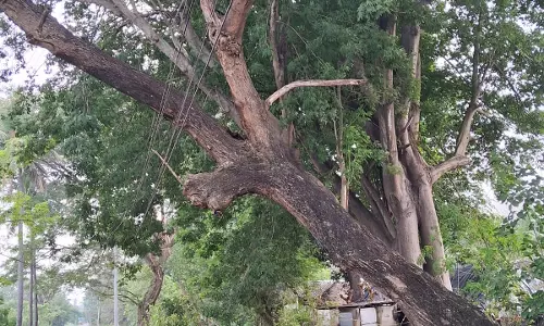 சாய்ந்த நிலையில் மரம்