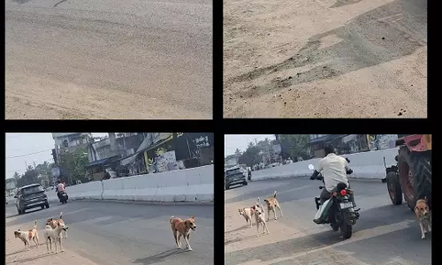 நாய்கள் தொல்லை