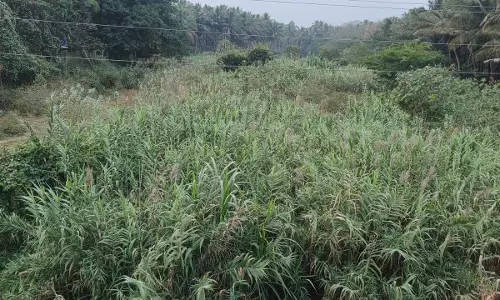 ஓடையை ஆக்கிரமிக்கும் நாணல் செடிகள் ஓடையை ஆக்கிரமிக்கும் நாணல் செடிகள்