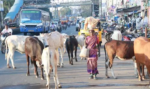 மாடுகளால் போக்குவரத்து பாதிப்பு