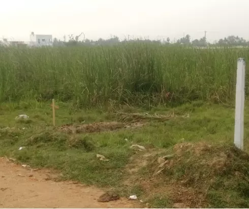 செடிகள் நிறைந்த இடுகாடு செடிகள் நிறைந்த இடுகாடு