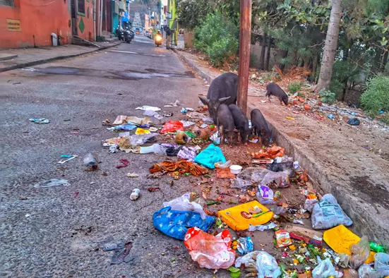 பன்றிகள் தொல்லை பன்றிகள் தொல்லை