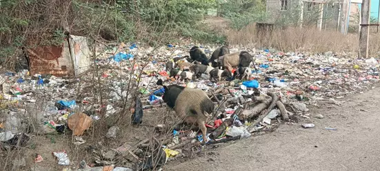 பன்றிகள் தொல்லை பன்றிகள் தொல்லை