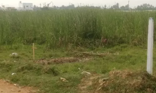 செடிகள் நிறைந்த இடுகாடு செடிகள் நிறைந்த இடுகாடு