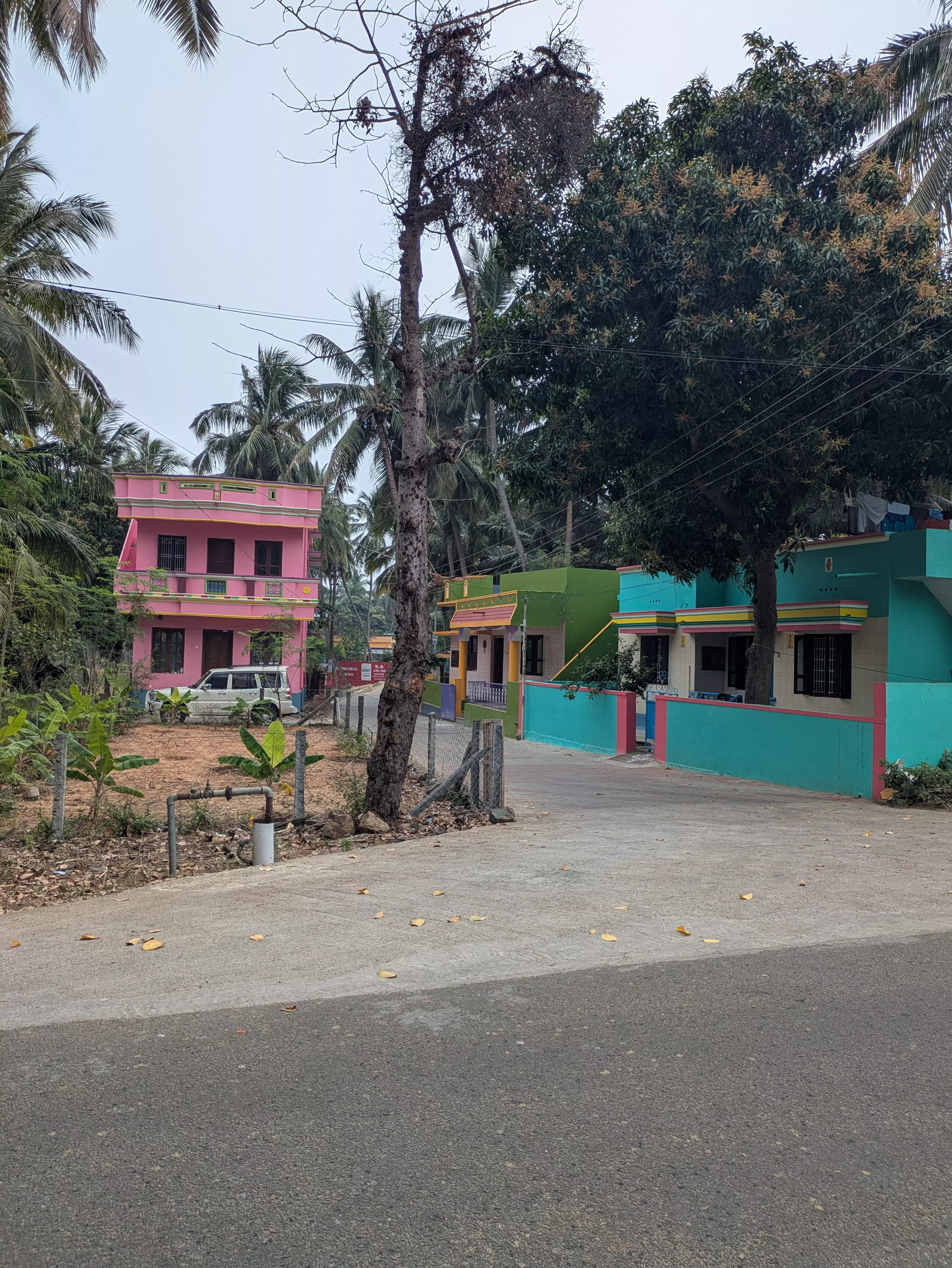 மரம் அகற்றப்படுமா?