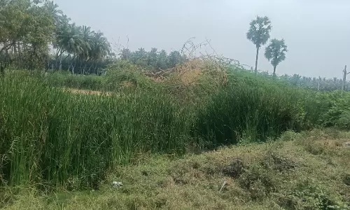 செடி, கொடிகள் அகற்றப்படுமா?