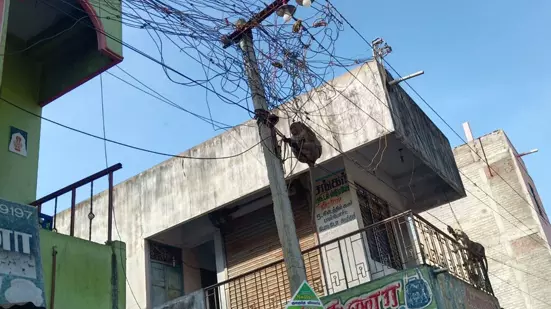 குரங்குகளைபிடிக்க வேண்டும் குரங்குகளைபிடிக்க வேண்டும்