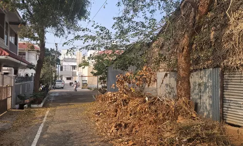 அகற்றப்படாத மரத்தின் கிளை