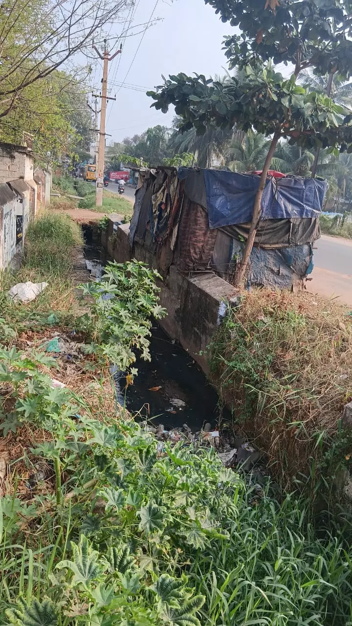சாக்கடை கால்வாய் தூர்வாரப்படுமா? சாக்கடை கால்வாய் தூர்வாரப்படுமா?