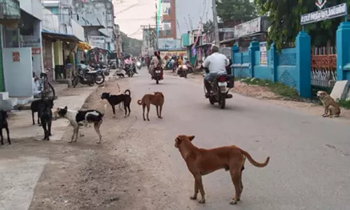 நாய்கள் தொல்லை நாய்கள் தொல்லை