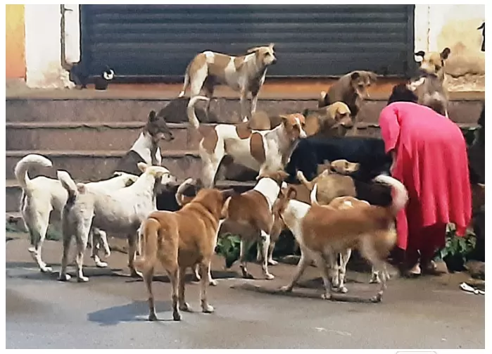 தெருநாய்கள் தொல்லை