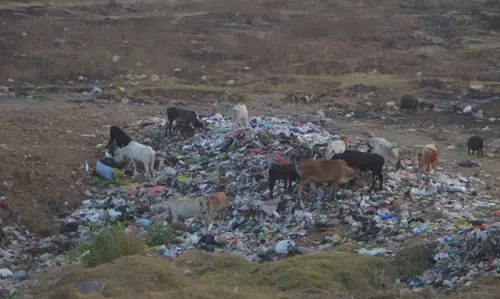 பாலாற்றில் வீசப்படும் பிளாஸ்டிக் கழிவுகள் பாலாற்றில் வீசப்படும் பிளாஸ்டிக் கழிவுகள்