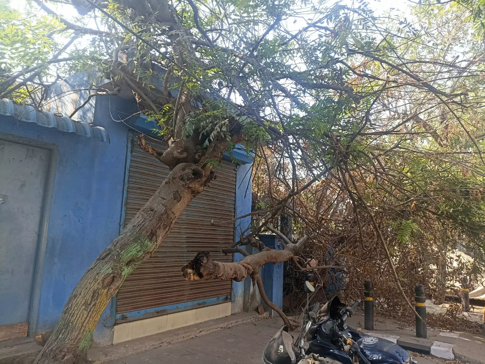 அந்தரத்தில் தொங்கும் மரம் அந்தரத்தில் தொங்கும் மரம்