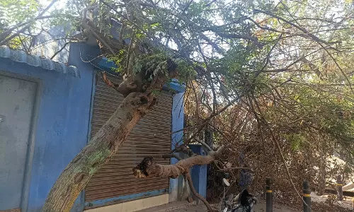 அந்தரத்தில் தொங்கும் மரம்