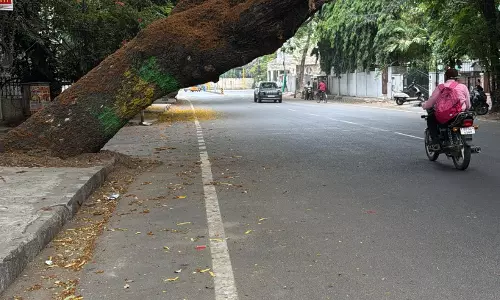 சாலையை ஆக்கிரமித்த மரம்