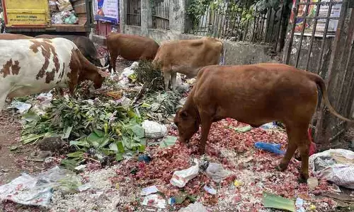 குப்பைதொட்டி வைக்கப்படுமா