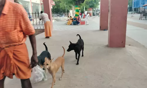 பக்தர்களை அச்சுறுத்தும் தெருநாய்கள்