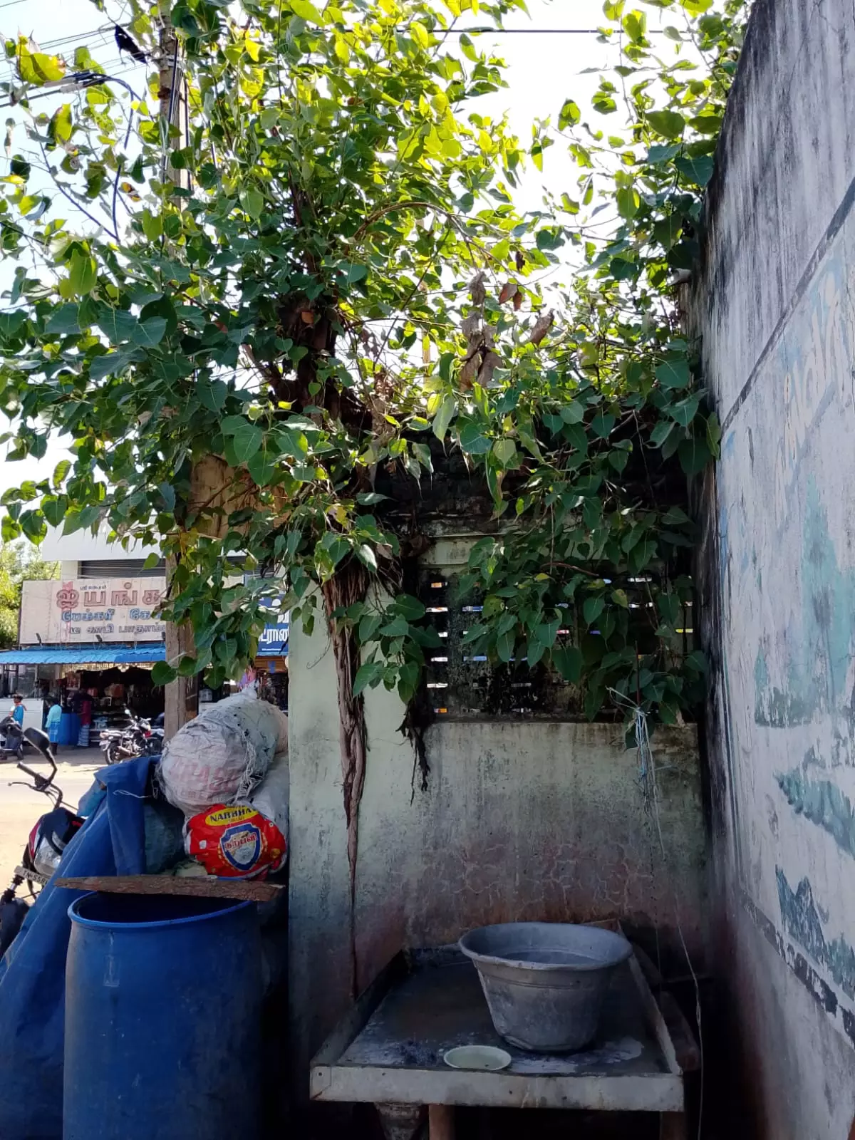 அரசமரத்தை அகற்ற கோரிக்கை அரசமரத்தை அகற்ற கோரிக்கை
