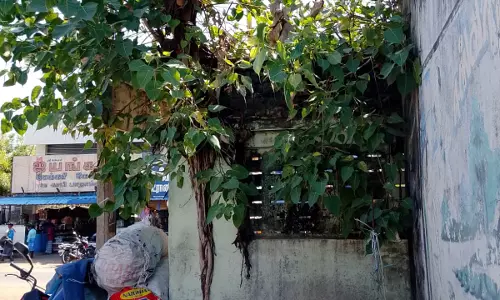 அரசமரத்தை அகற்ற கோரிக்கை அரசமரத்தை அகற்ற கோரிக்கை