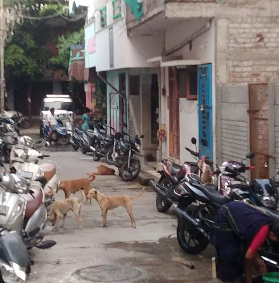 தெரு நாய்கள் தொல்லை தெரு நாய்கள் தொல்லை