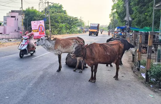 மாடுகளை பிடிக்க வேண்டும் மாடுகளை பிடிக்க வேண்டும்