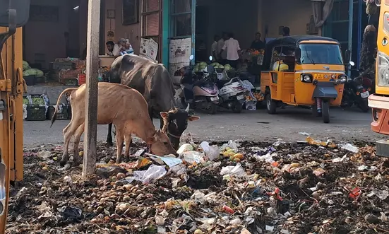 மாங்காய் மண்டியில் குப்பைகள் மாங்காய் மண்டியில் குப்பைகள்