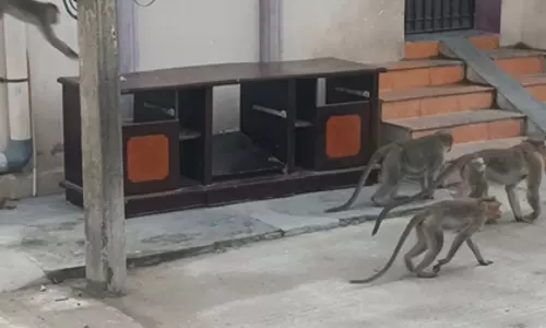 குரங்குகள் தொல்லை குரங்குகள் தொல்லை