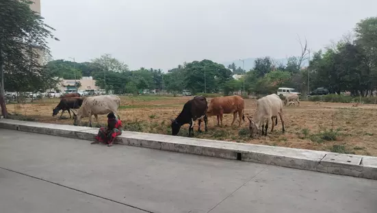 மாடுகள் தொல்லை