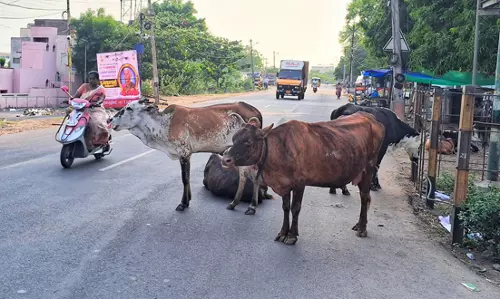 மாடுகளை பிடிக்க வேண்டும் மாடுகளை பிடிக்க வேண்டும்
