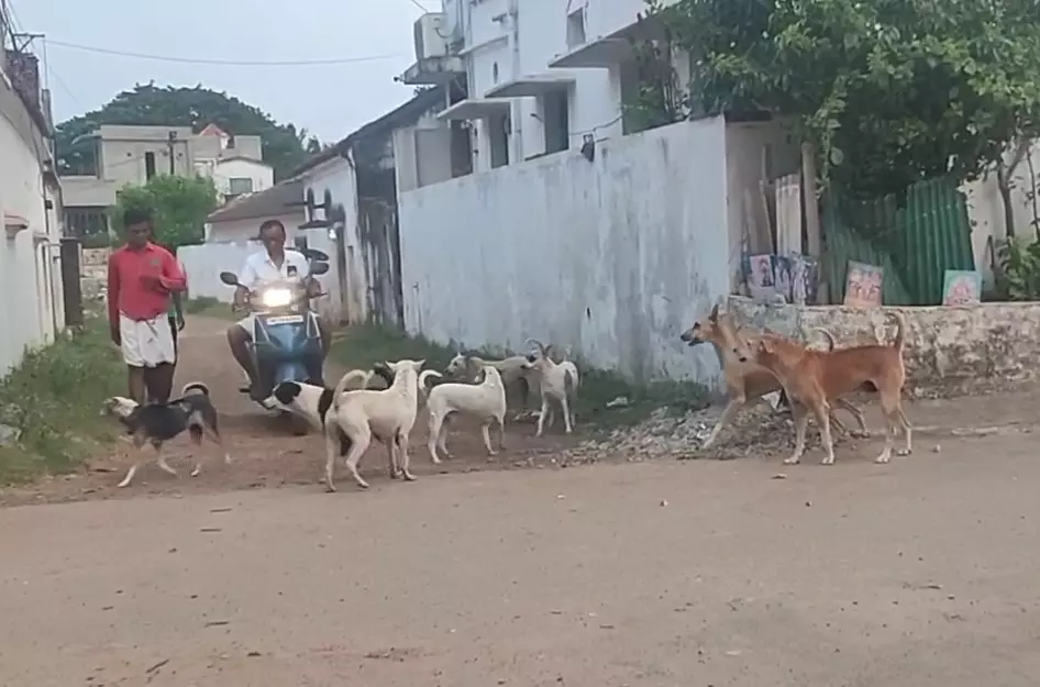 தெருநாய்கள் தொல்லை தெருநாய்கள் தொல்லை