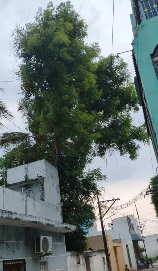 மின்கம்பிகளுக்கு இடையூறாக இருக்கும் மரம் மின்கம்பிகளுக்கு இடையூறாக இருக்கும் மரம்