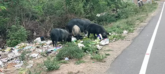 பன்றிகள் தொல்லை பன்றிகள் தொல்லை