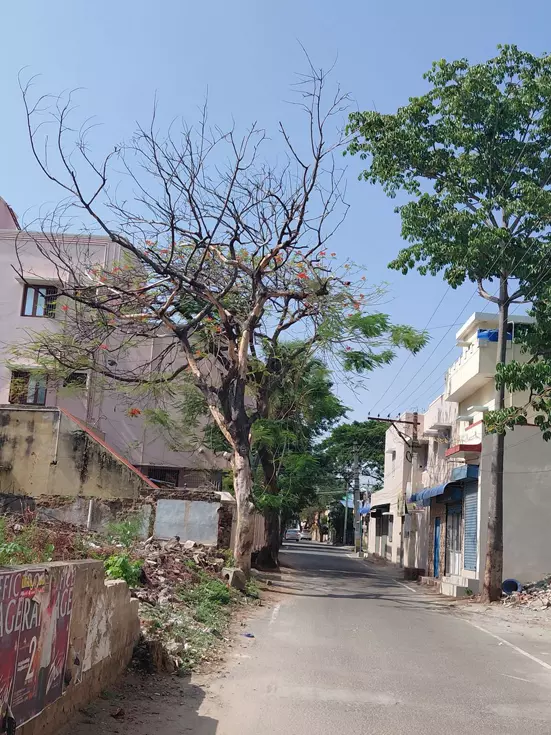 பட்டுப்போன மரம் அகற்றப்படுமா? பட்டுப்போன மரம் அகற்றப்படுமா?