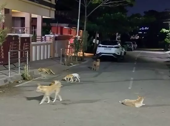 நாய்கள் தொல்லை நாய்கள் தொல்லை